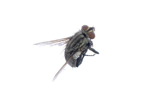 死蒼蠅的昆蟲