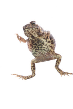動物青蛙蟾蜍
