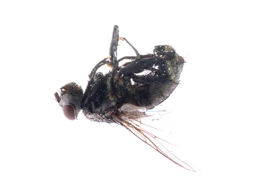 死蒼蠅的昆蟲