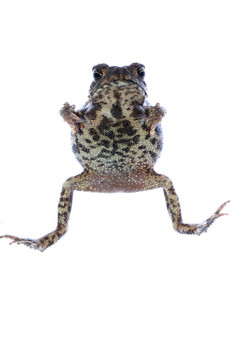 動物青蛙蟾蜍