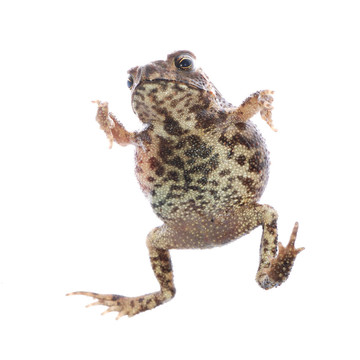 動物青蛙蟾蜍