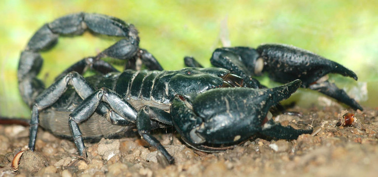 spinifer蝎子Heterometrus