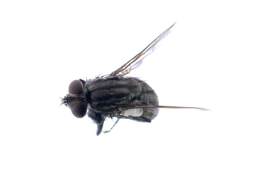 死蒼蠅的昆蟲