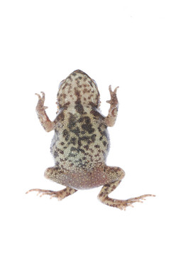 動物青蛙蟾蜍