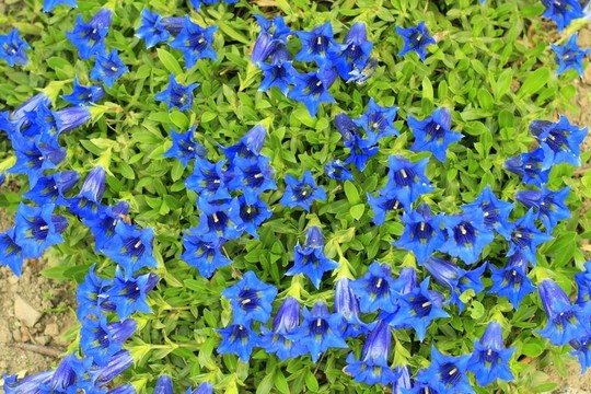 暈矮龍膽/麻花毛/