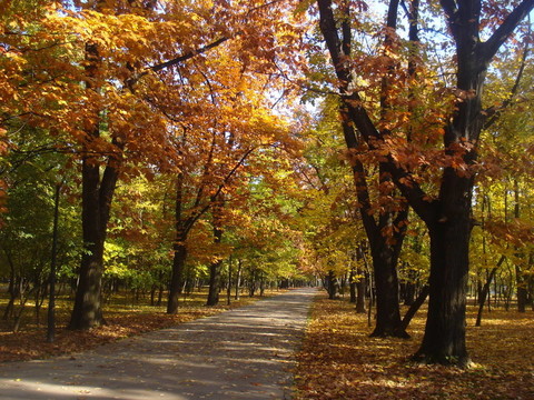 美麗的公園小巷在秋天