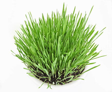 白版新綠草
