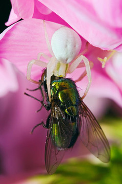 Flower（蟹）蜘蛛（Misumena vatia）吃綠色飛上粉紅色的夾竹桃