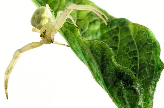 Flower（蟹）蜘蛛（Misumena vatia）在白色背景上綠色的葉子