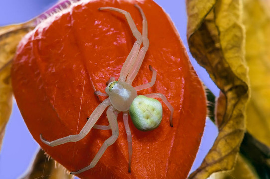 Flower（蟹）蜘蛛（Misumena vatia）紅燈籠