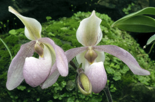 亞馬遜的蘭花