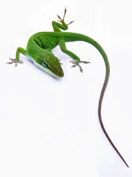 蜥蜴