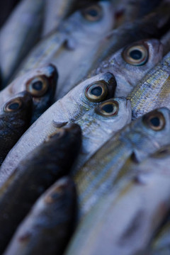 魚的眼睛