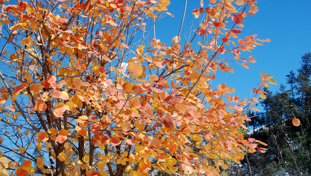 北京奧森公園  紅葉