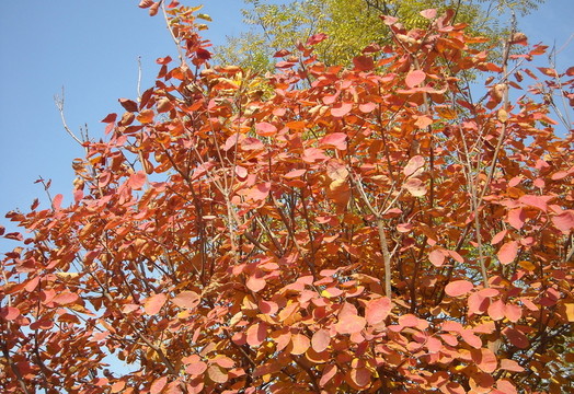 北京奧森公園  紅葉
