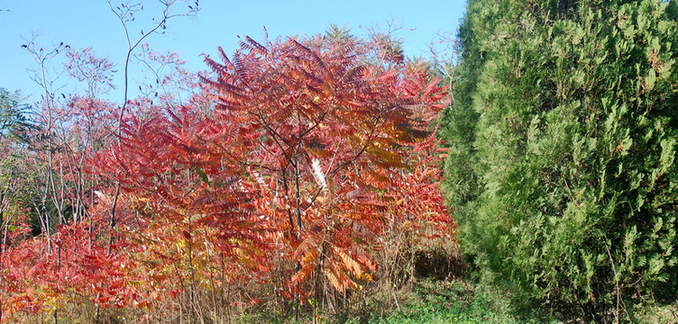 北京奧森公園  紅葉