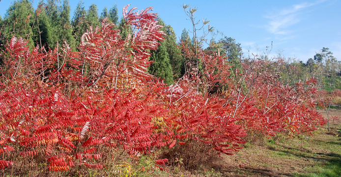 北京奧森公園   紅葉
