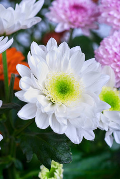 菊花
