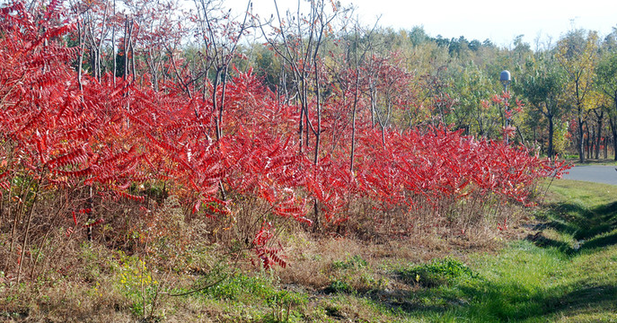 北京奧森公園  紅葉
