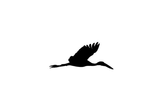 亞洲開(kāi)放比爾鸛