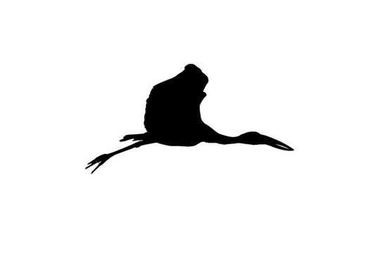 亞洲開(kāi)放比爾鸛