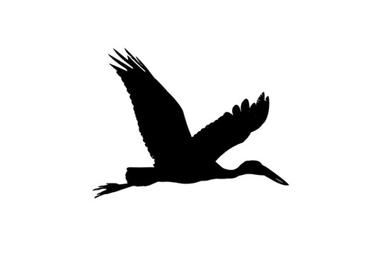 亞洲開(kāi)放比爾鸛