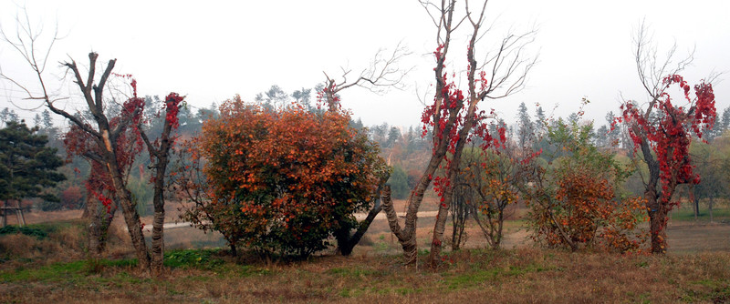 北京奧森公園  紅葉
