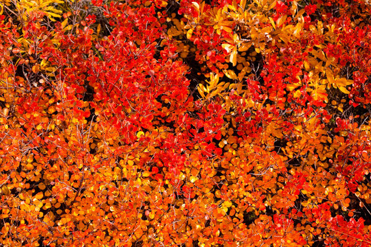 紅金色高山灌木