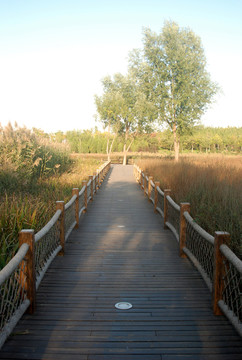 奧森公園 潛流濕地 沉水廊橋