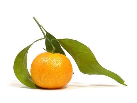 Tangerine夜店的葉子