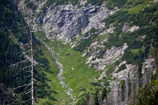 在高山森林的死樹