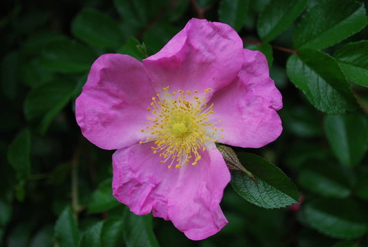 狗薔薇花