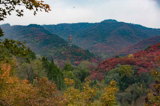 紅葉谷景色