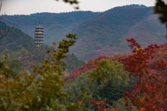 紅葉谷景色