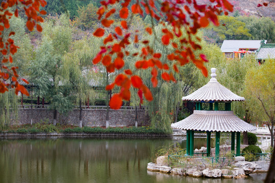 紅葉谷景色