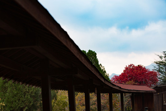 紅葉谷景色