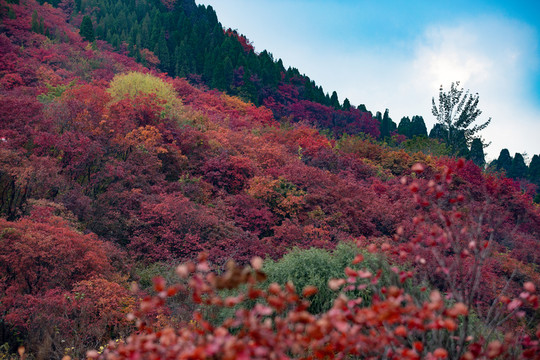 紅葉谷景色