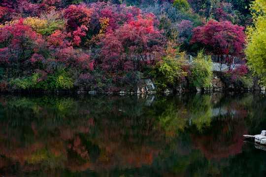 紅葉谷景色