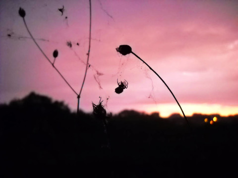 粉紅色夜空中的蜘蛛剪影