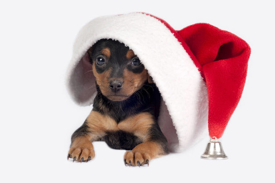 Pincher的小狗Santa的帽子。