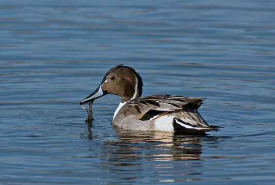北Pintail Drake
