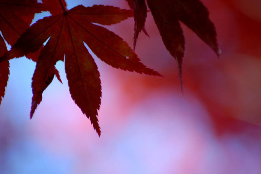 紅色的秋葉