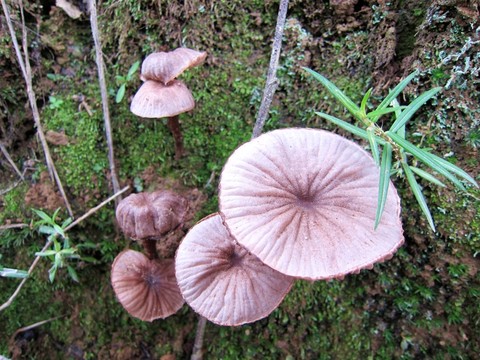 野生菌