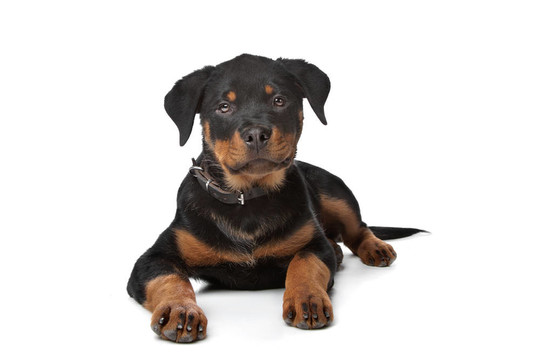 羅威納幼犬