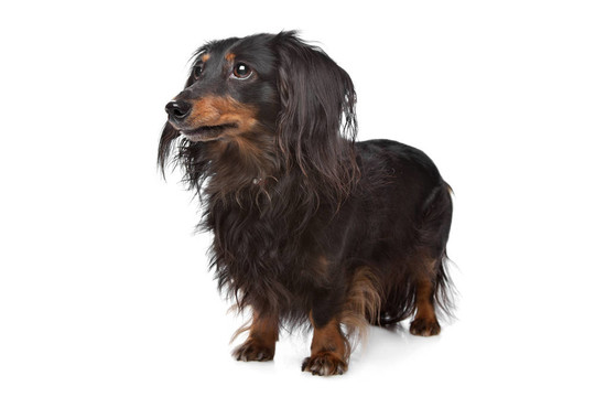 臘腸犬