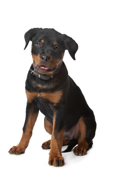 羅威納幼犬