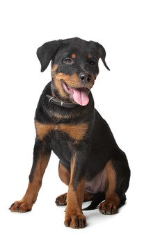 羅威納幼犬