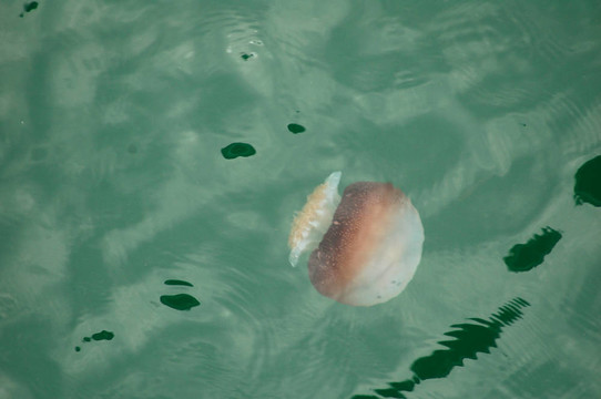 水母