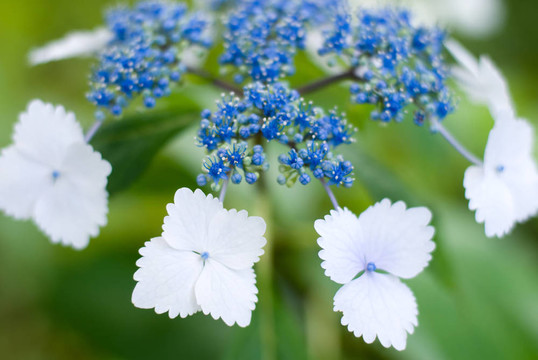 nacrophylla繡球花