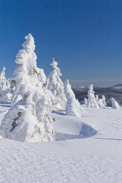 冰雪覆蓋的高山和樹木
